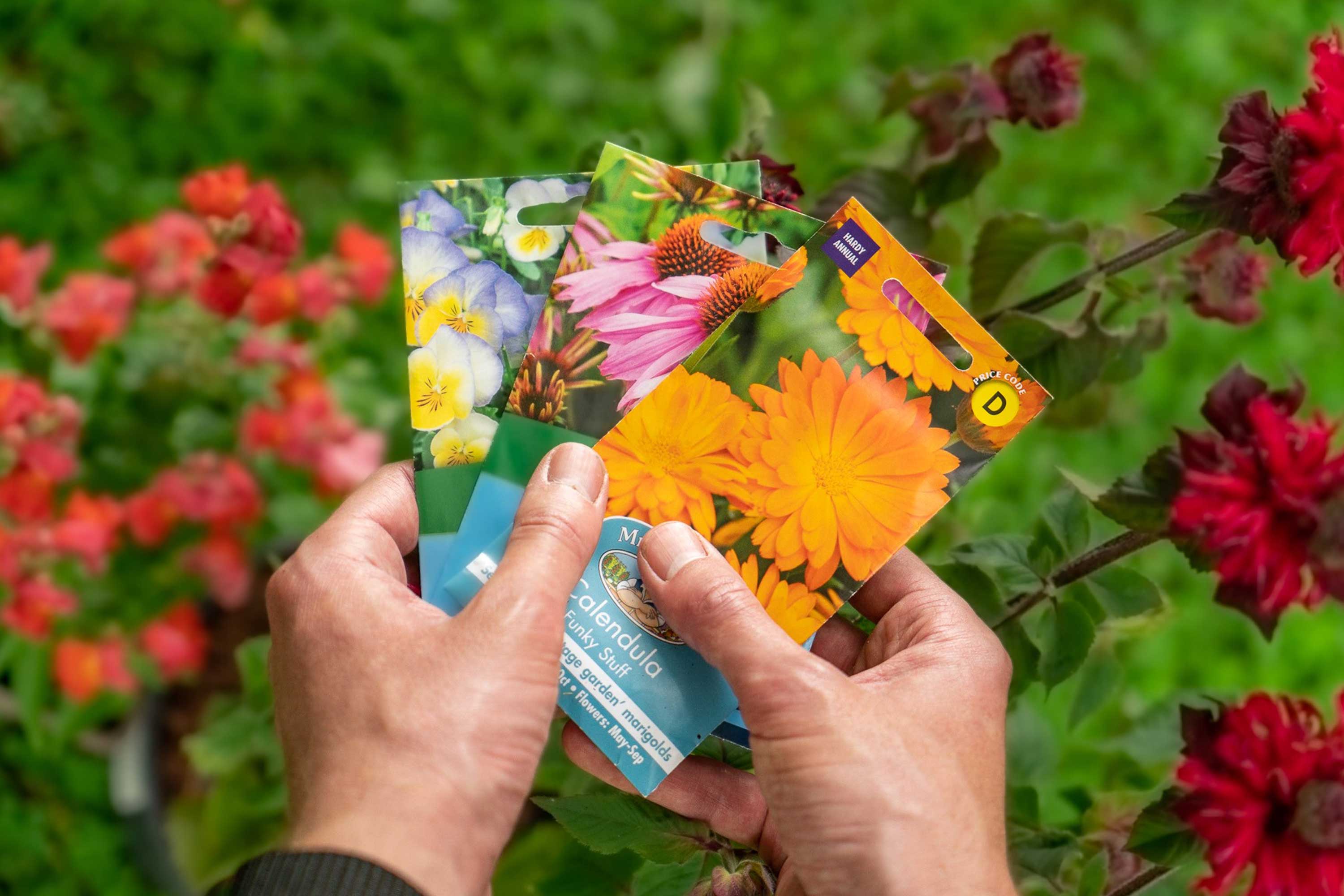 Nahaufnahme einer Person, die verschiedene Päckchen mit Gartenblumensamen hält, im Hintergrund grünes Laub und roten Blumen