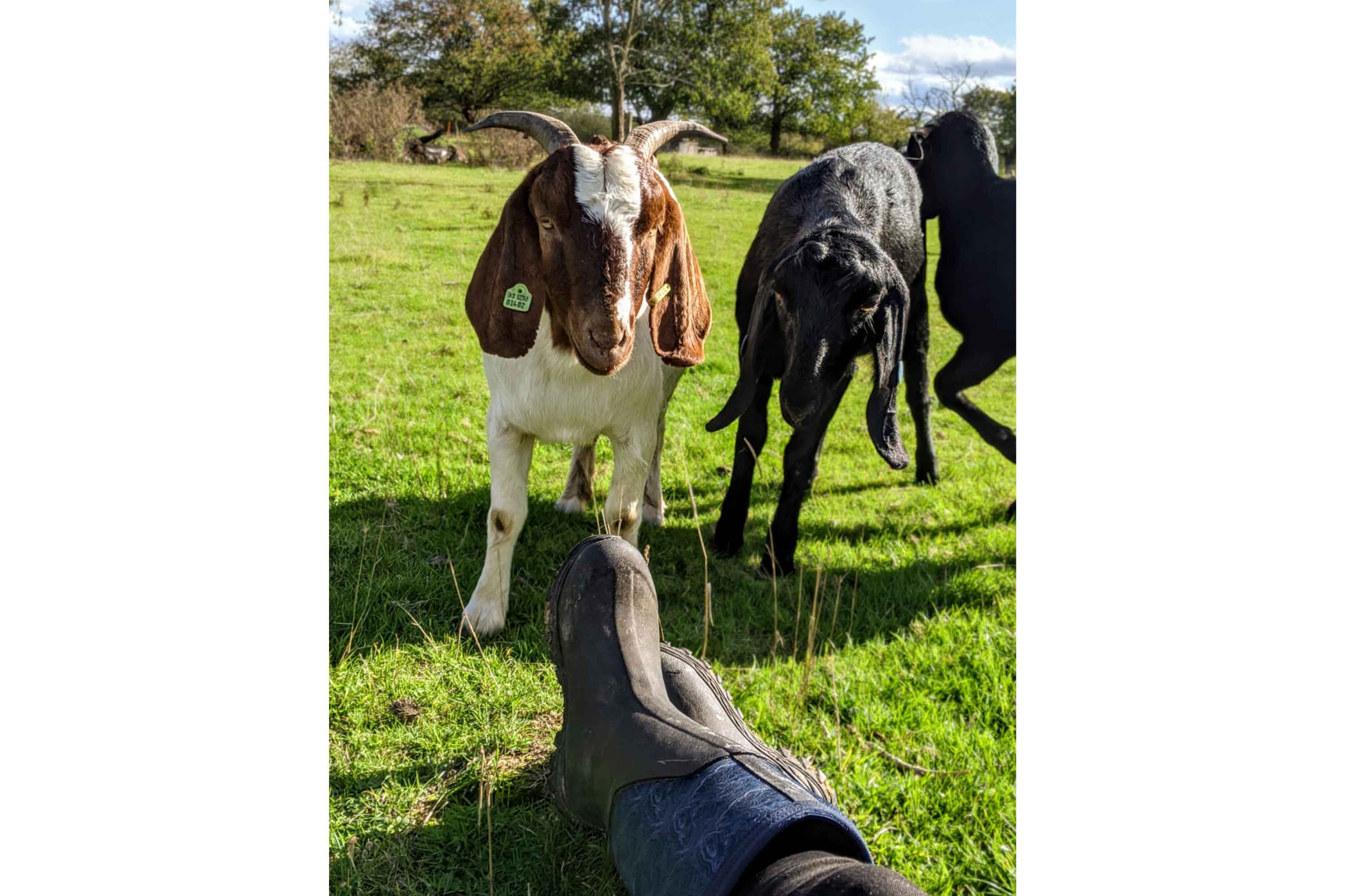 Close up of a pair of Muck Boots with three goats stood behind