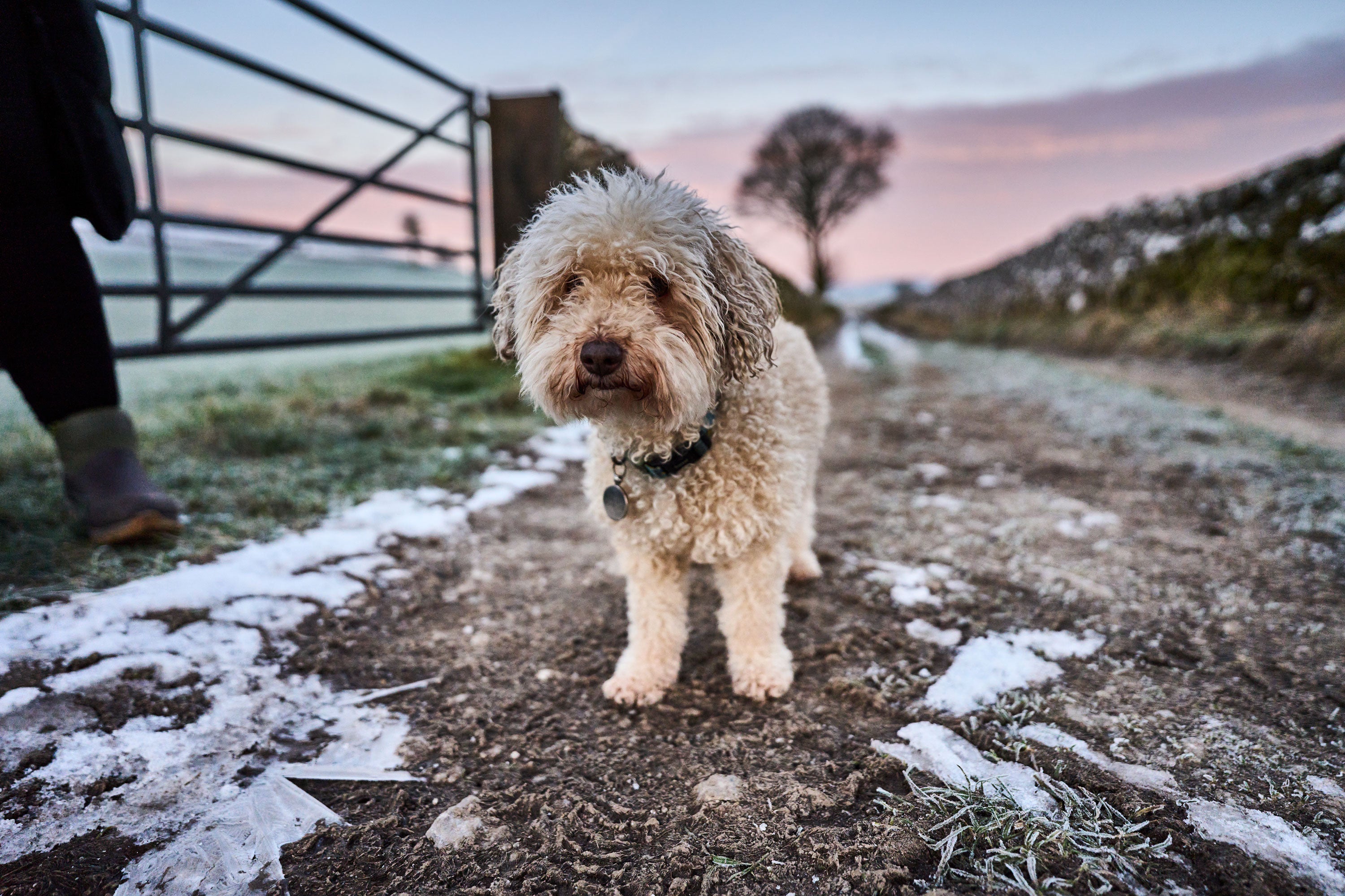 A small cream-coloured cockapoo dog stood on an icy path