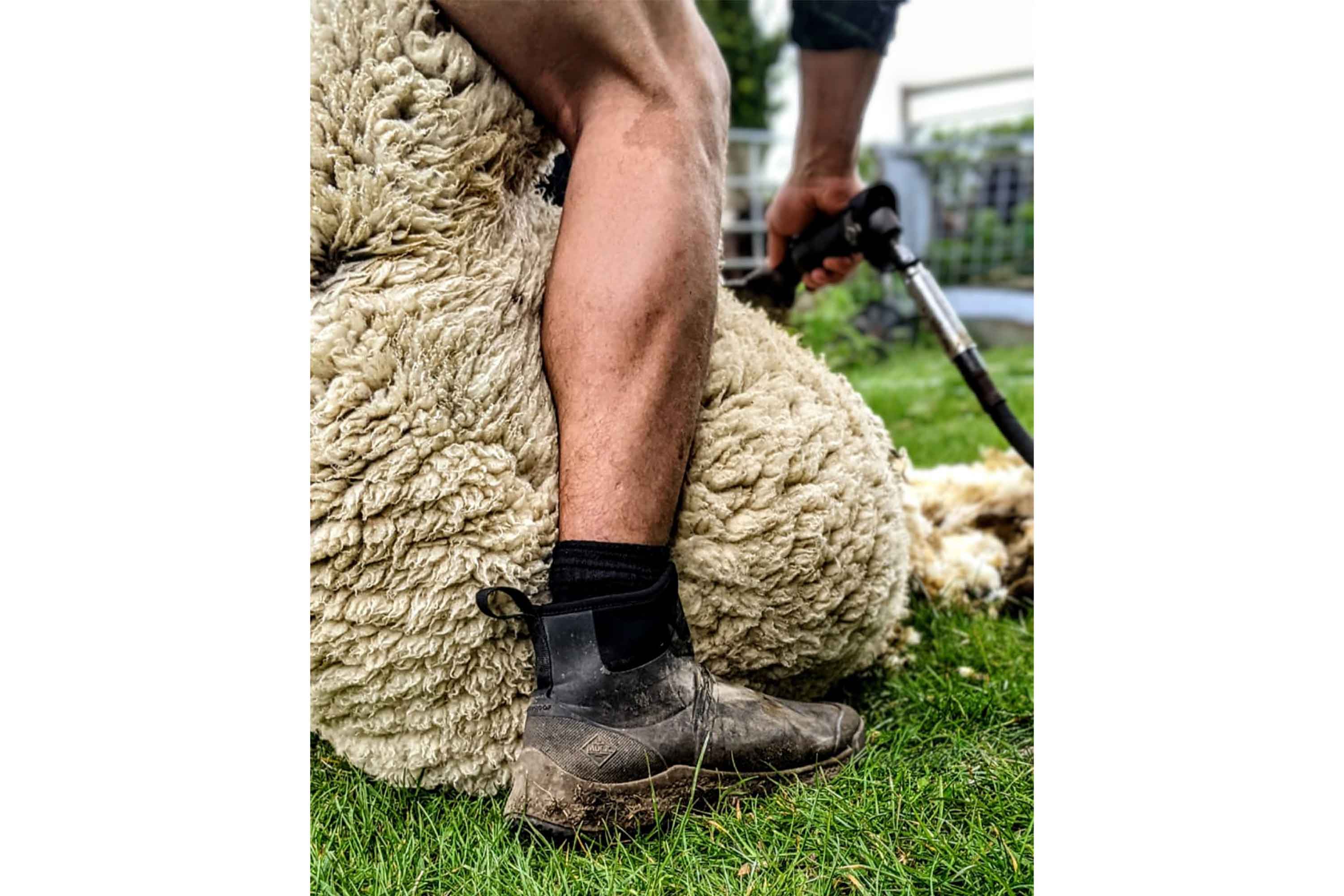 Close up of Zoë Colville shearing a sheep, wearing a shorts and a pair of Muck Boot short boots