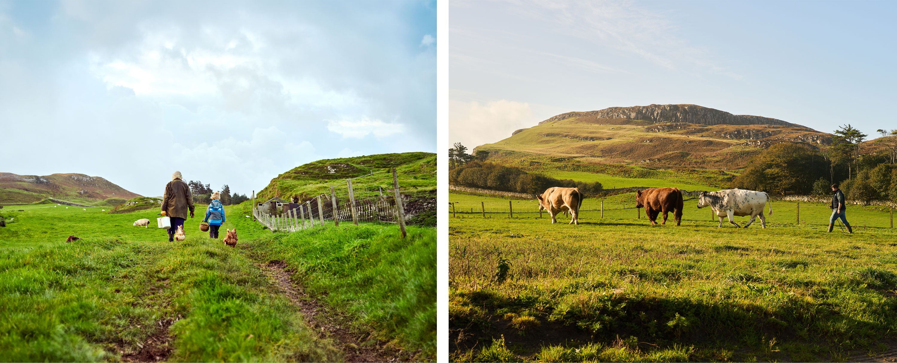 Image on the left of an adult and child walking along a grassy path with low lying hills around them. On the right is a person walking in a field herding three cows with a low lying rocky hill in the background