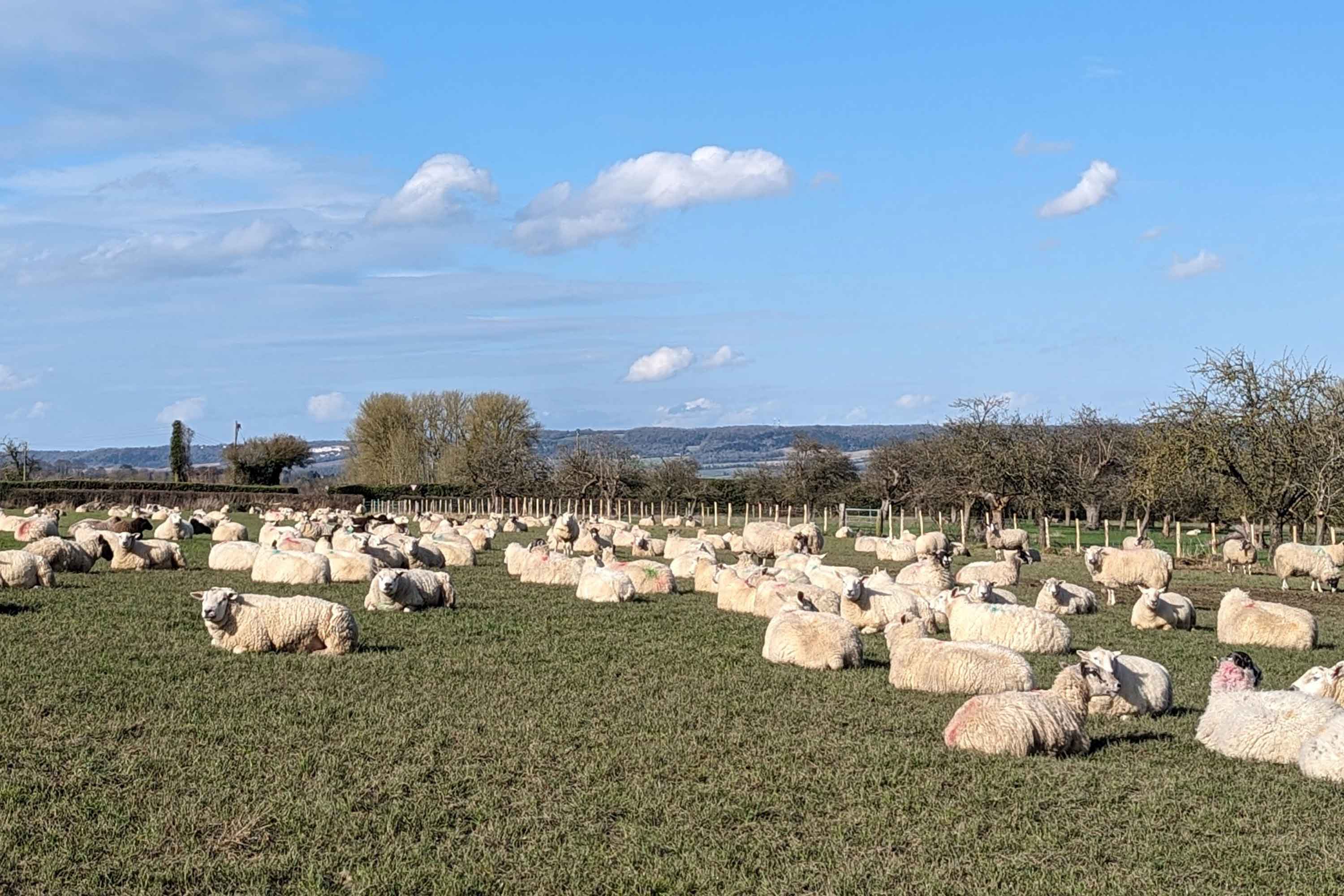 Ruhende Schafe auf einem Feld mit blauem Himmel und flockigen Wolken darüber