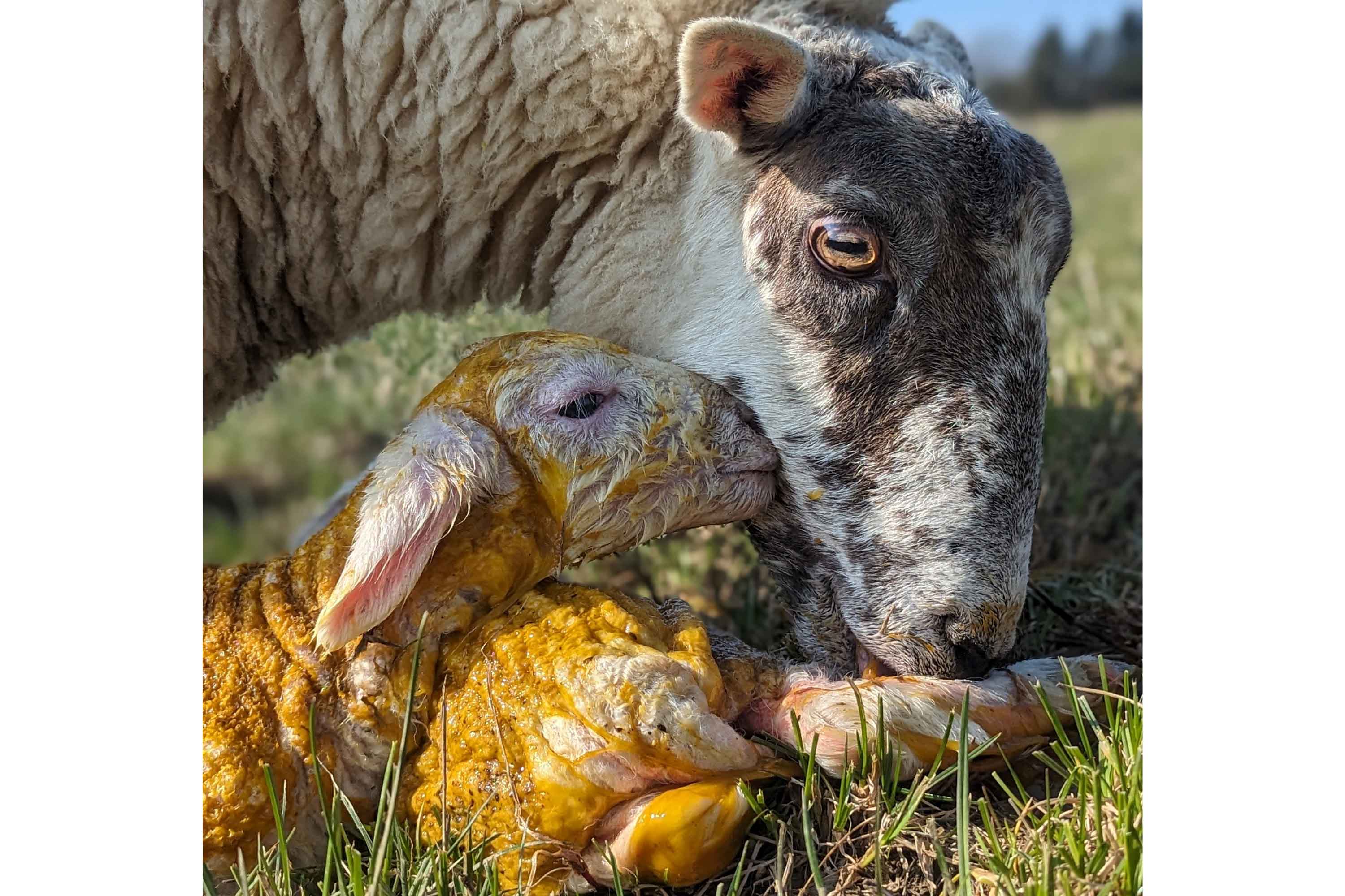 Close up of a ewe with two newly born lambs