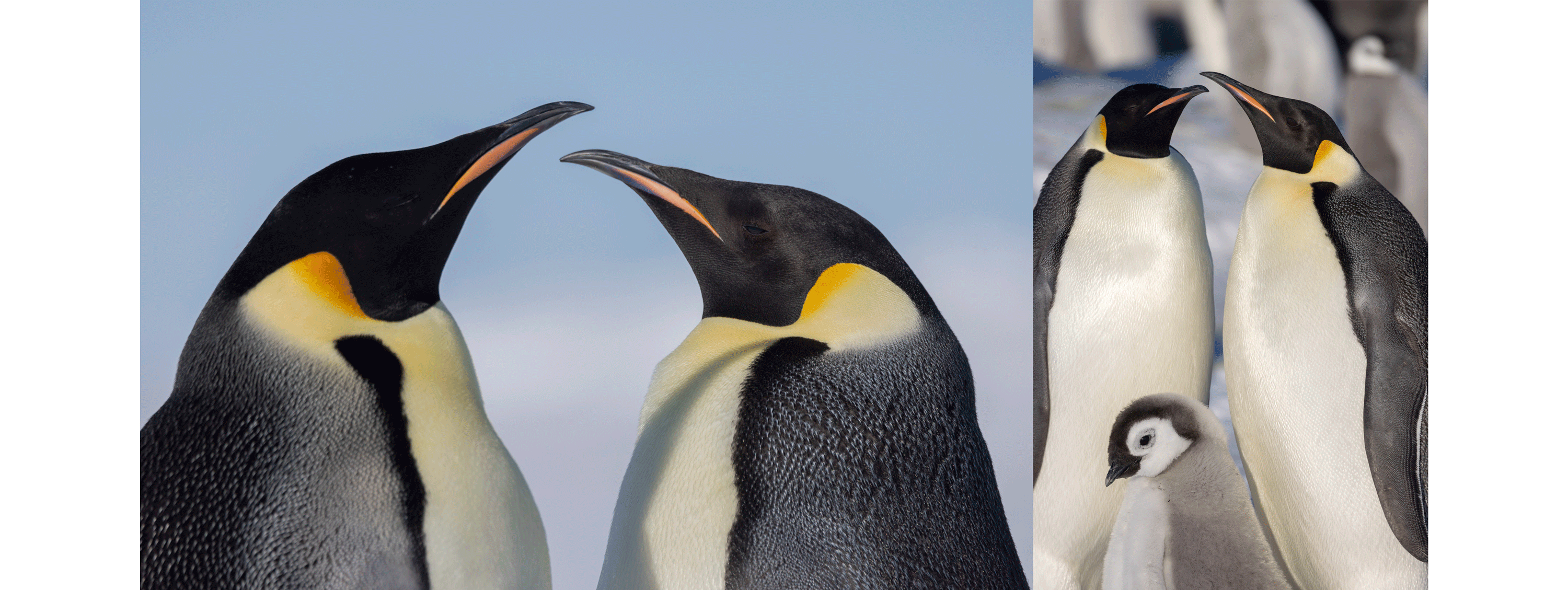 Emperor penguin family at Gould Bay colony in the Weddell Sea, Antarctica. November 2021 