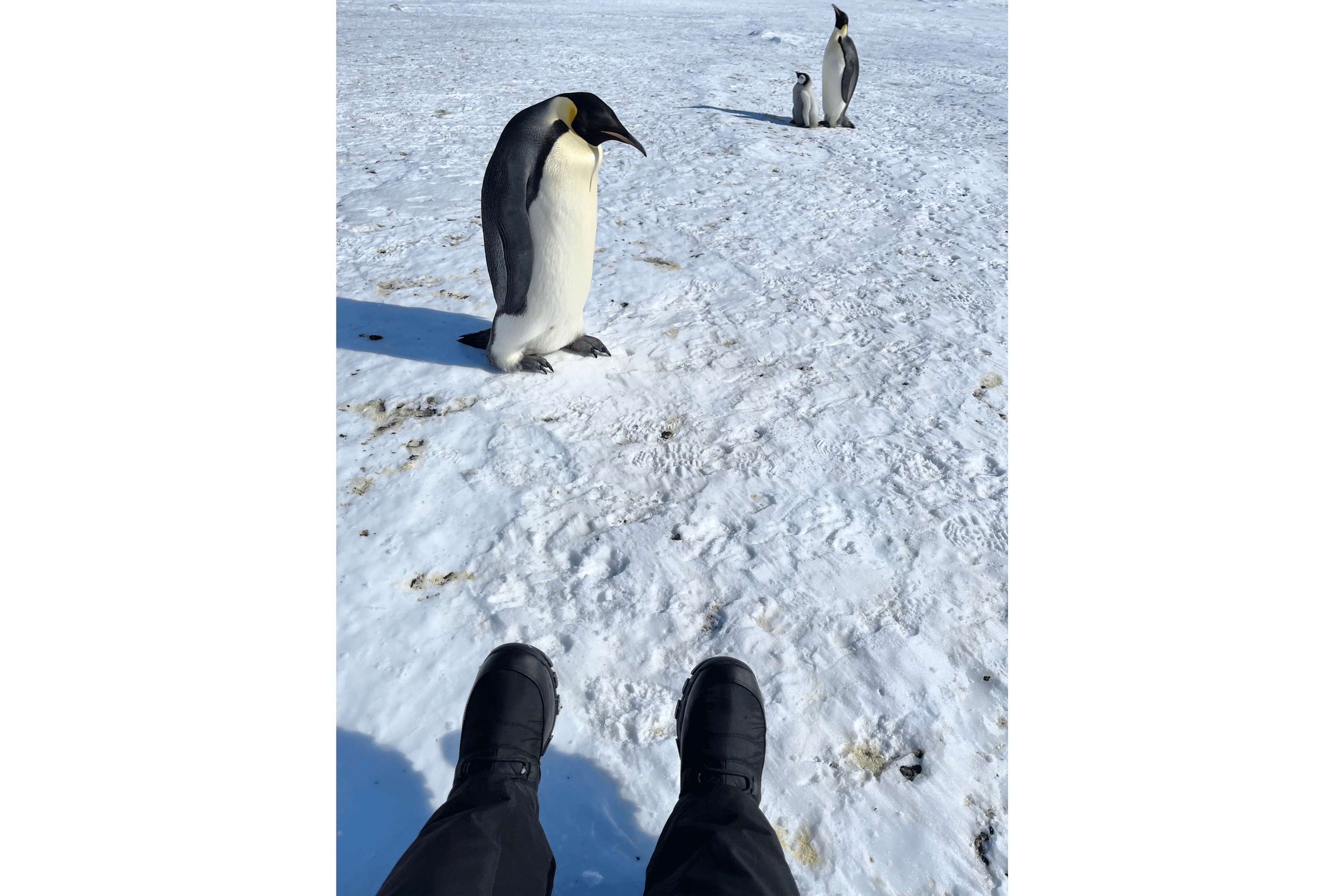 Emperor penguins in the Weddell Sea.