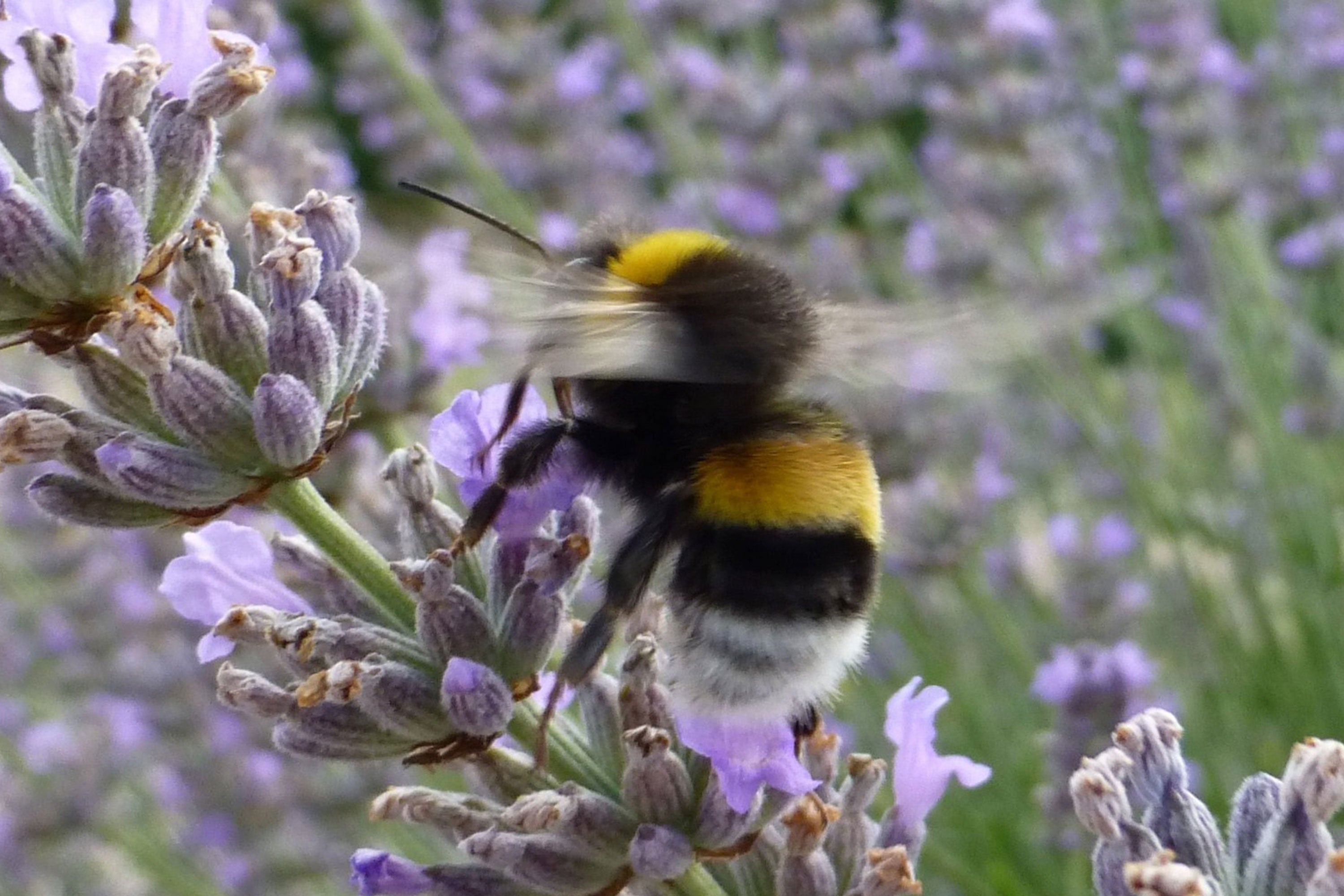 A bee feeding on lavender