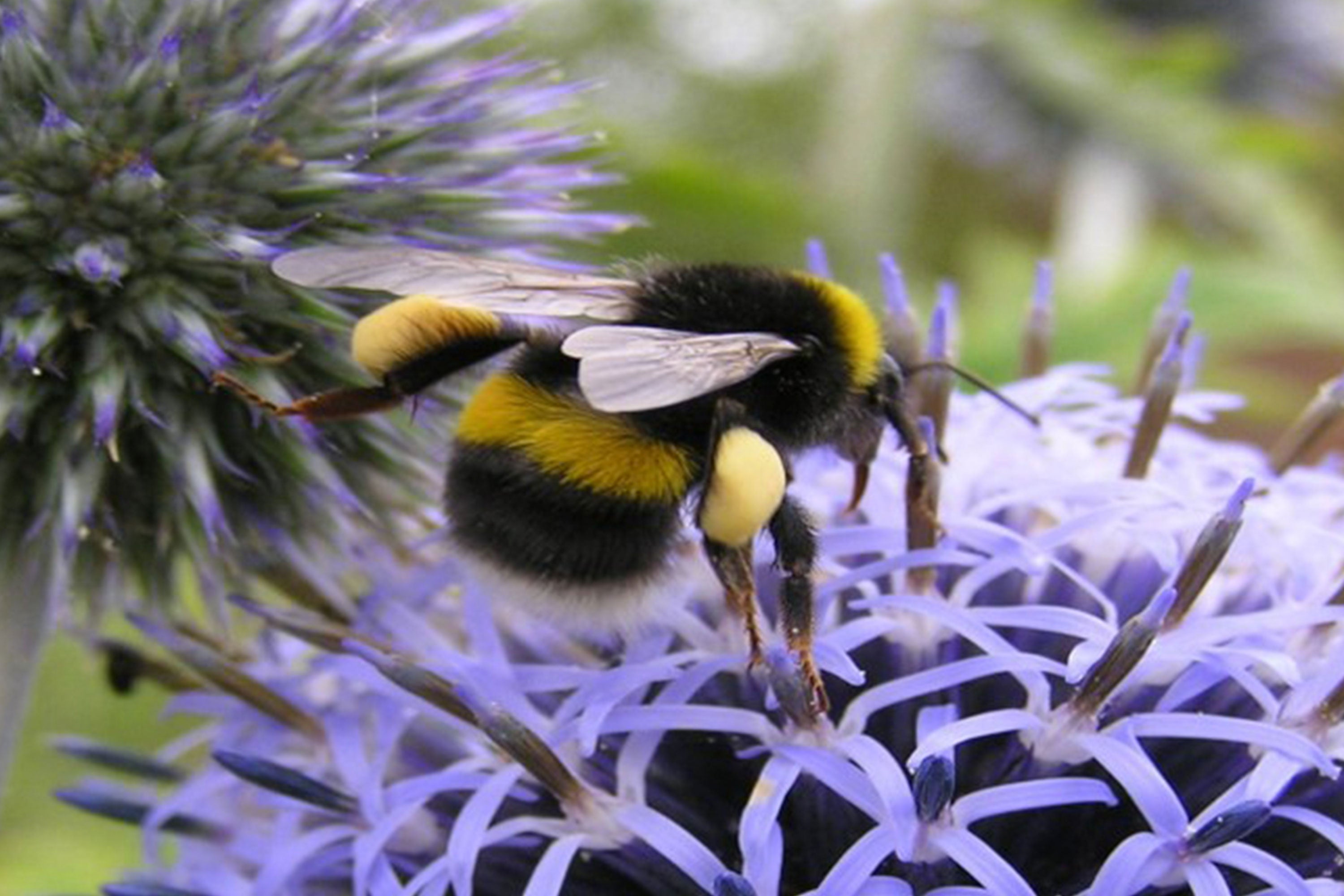 A white tailed bumble bee feeding on a wild flower head