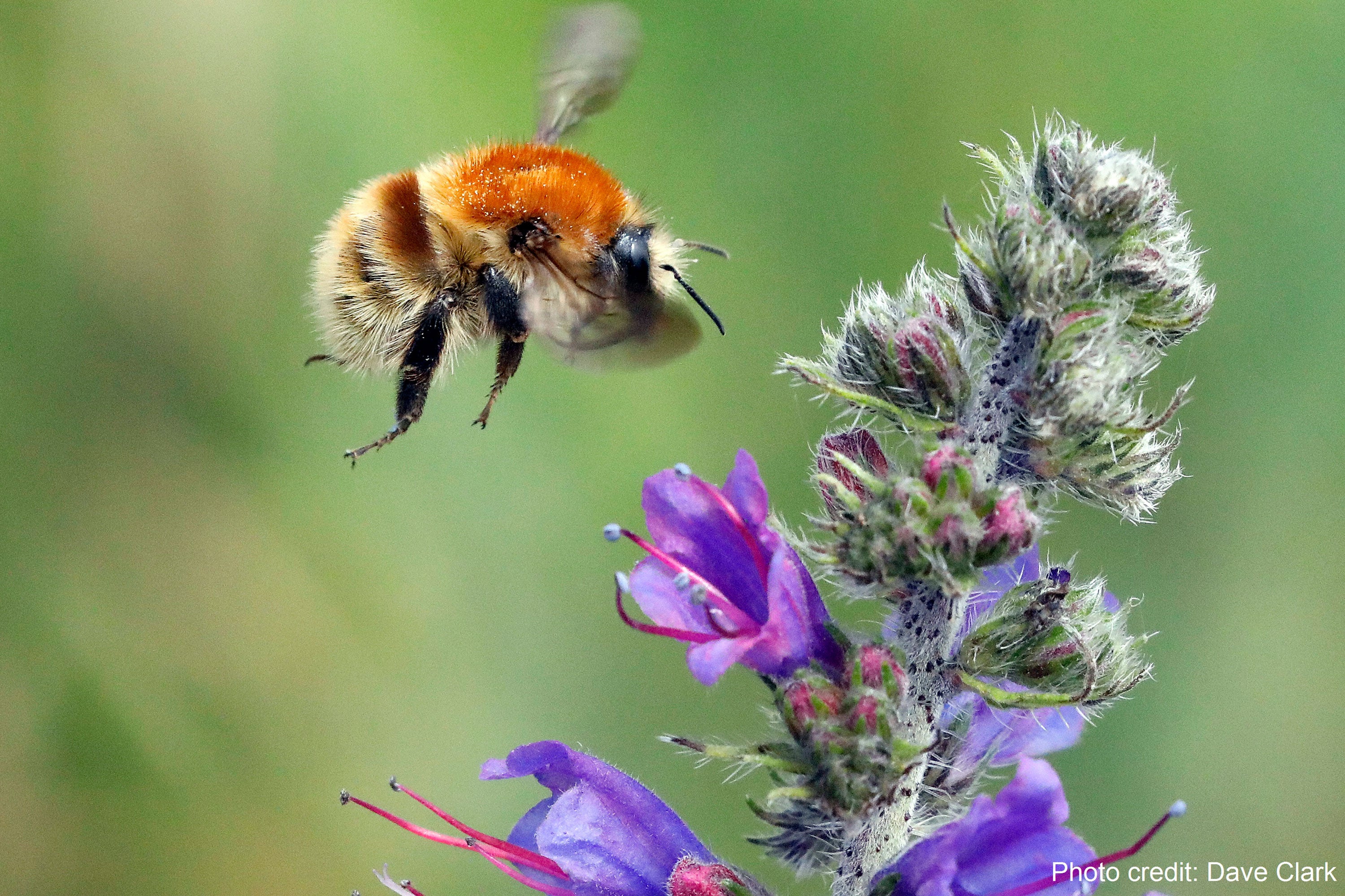 A brown-banded carder bee in flight