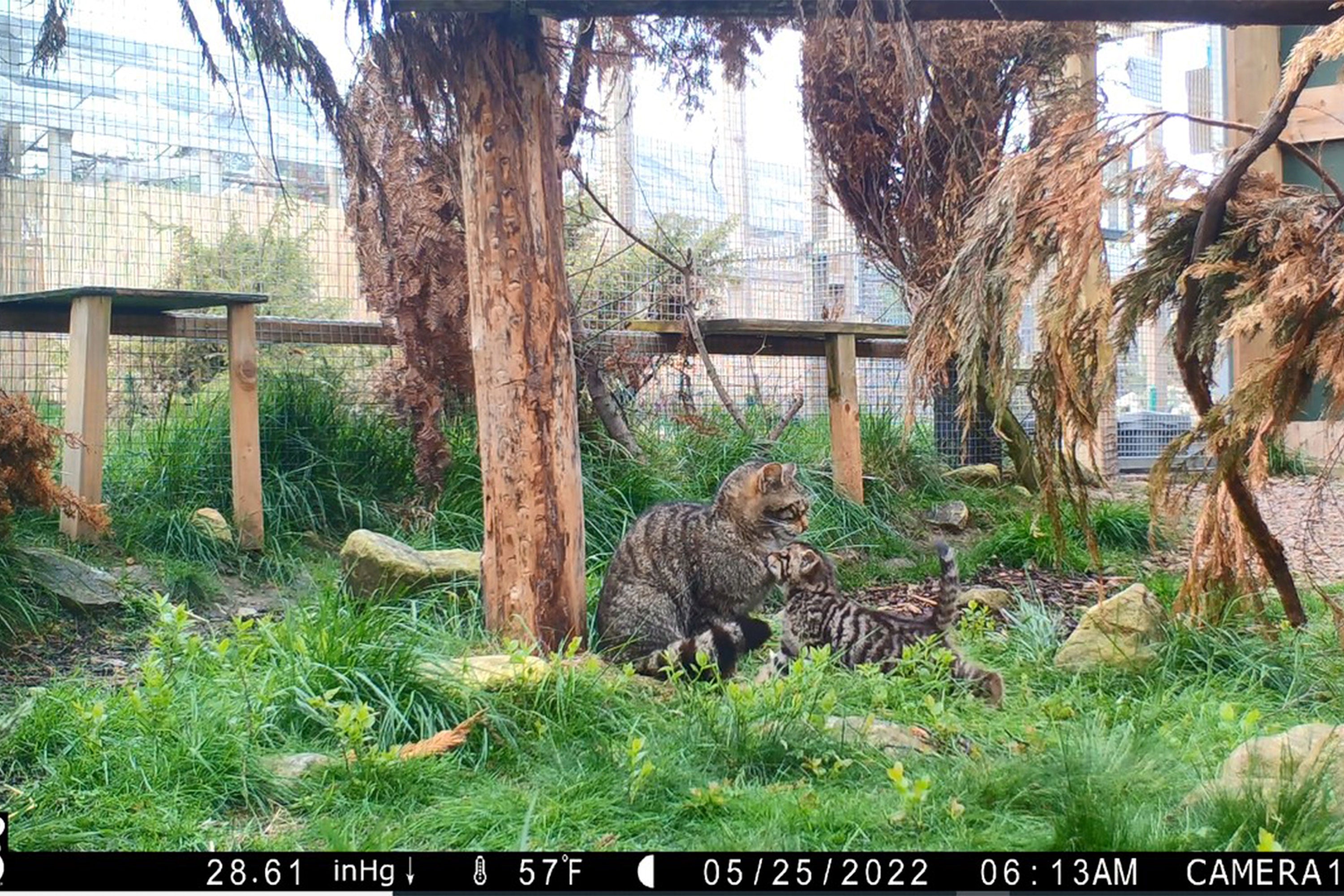 Video still of a Wildcat mother and her kitten