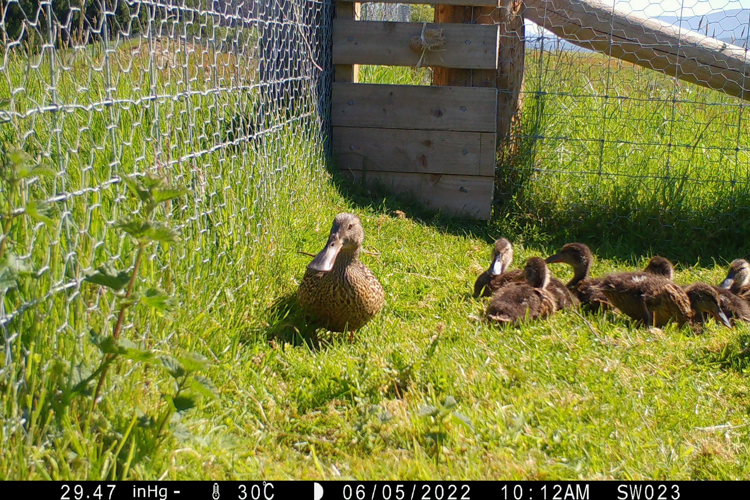 A Shoveler and her ducklings caught on a camera trap