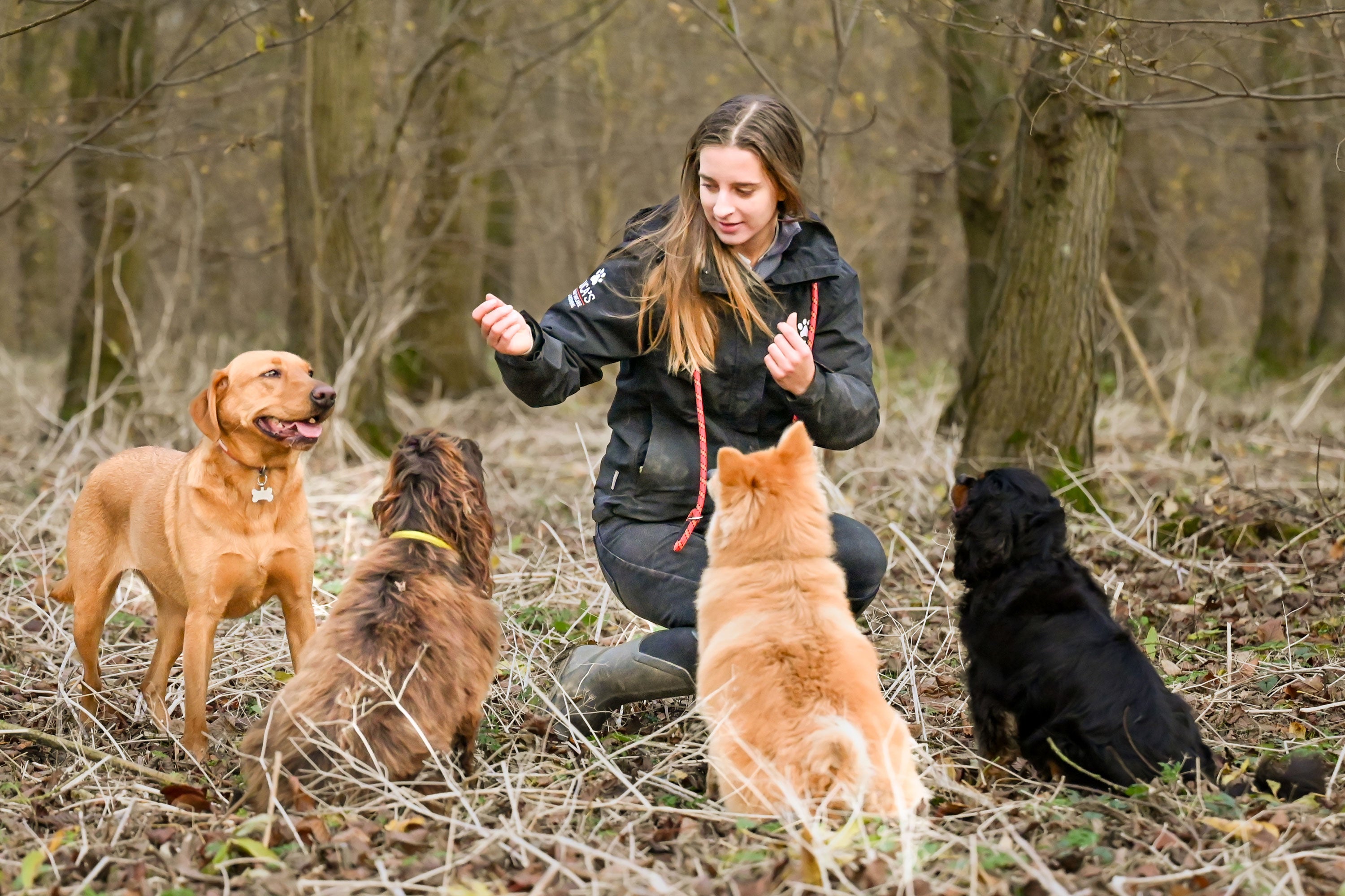 Woman training four dogs in the woods