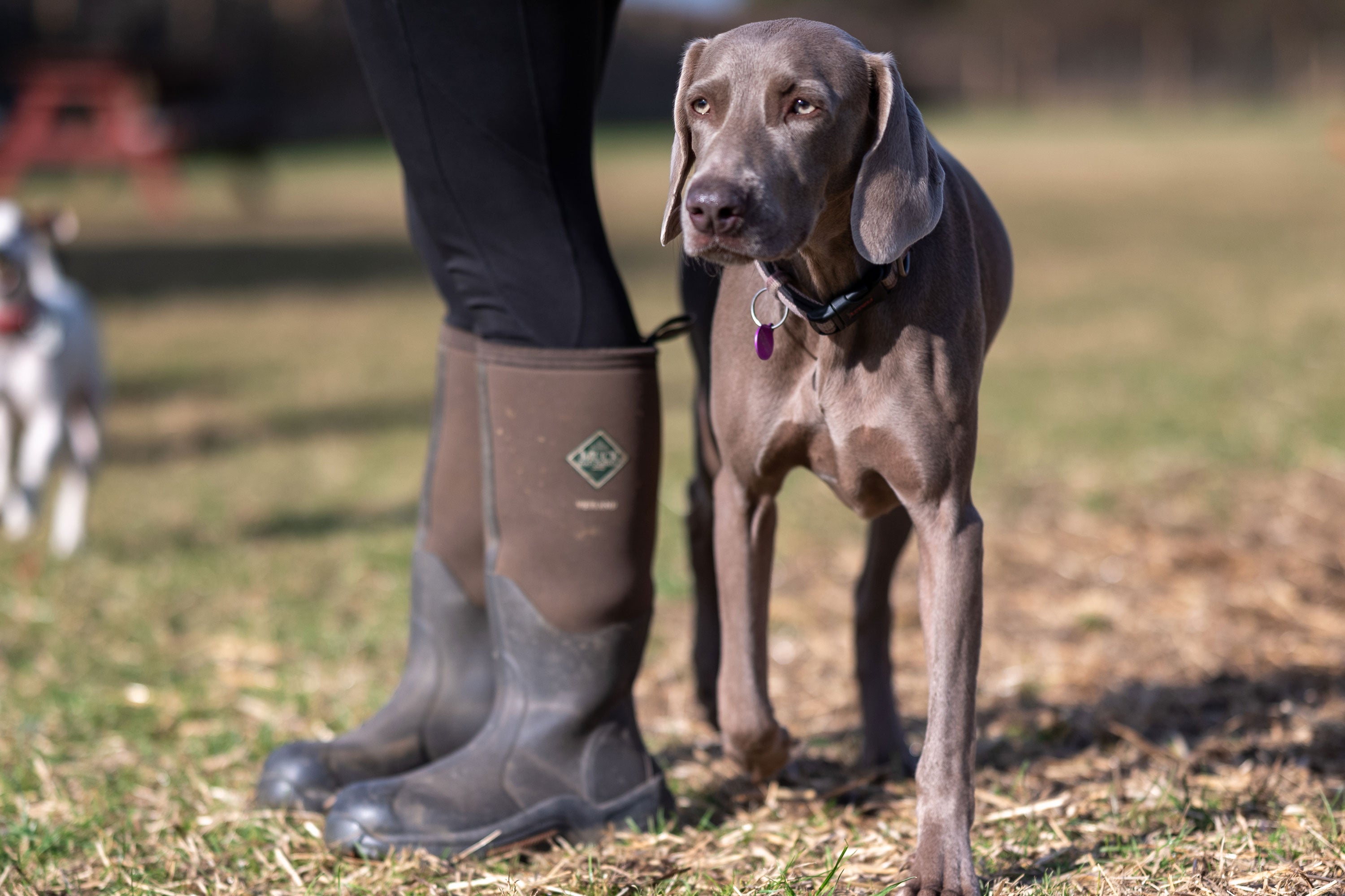 Dog standing next to handler wearing a pair of Muck Boots