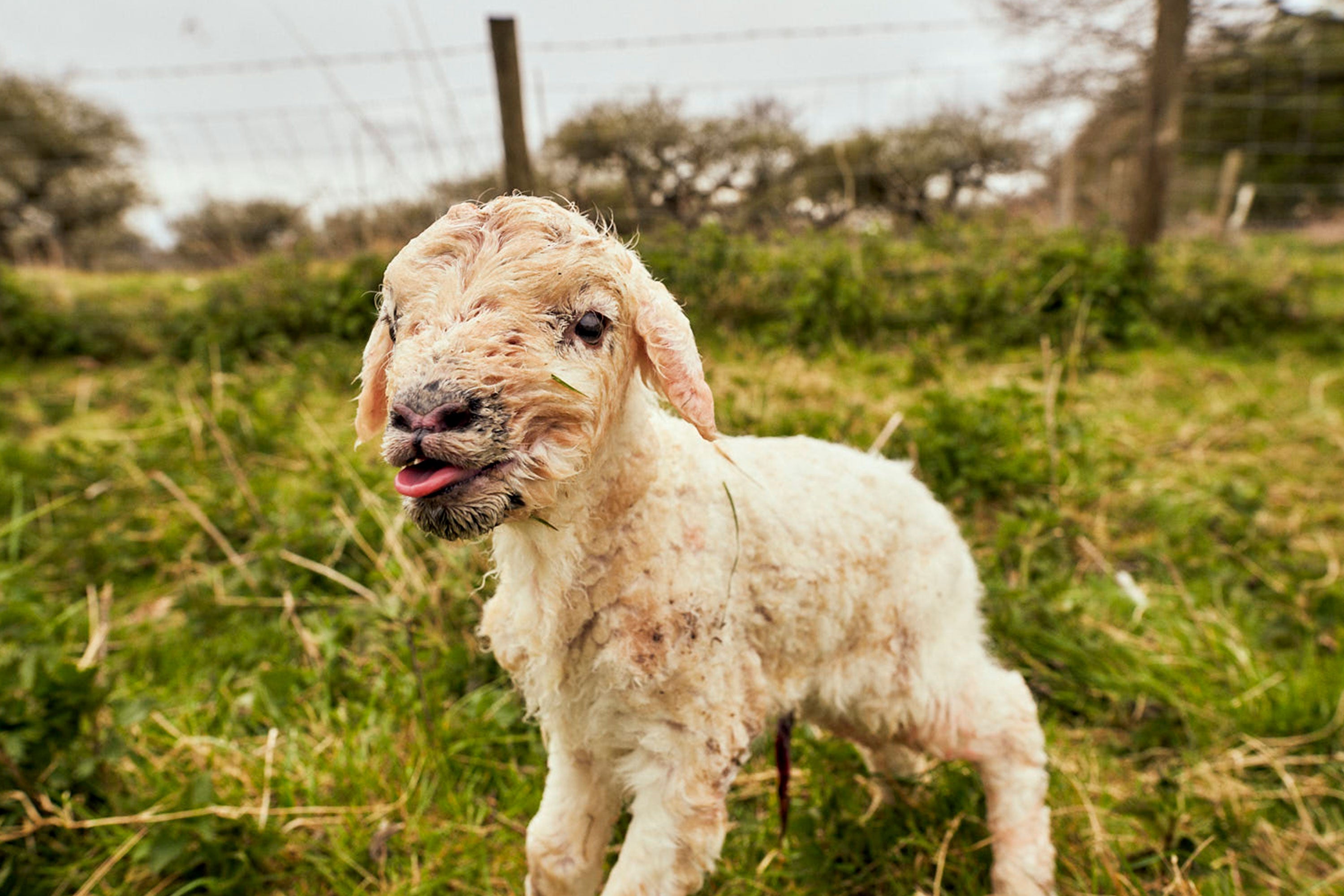A new born lamb on the farm