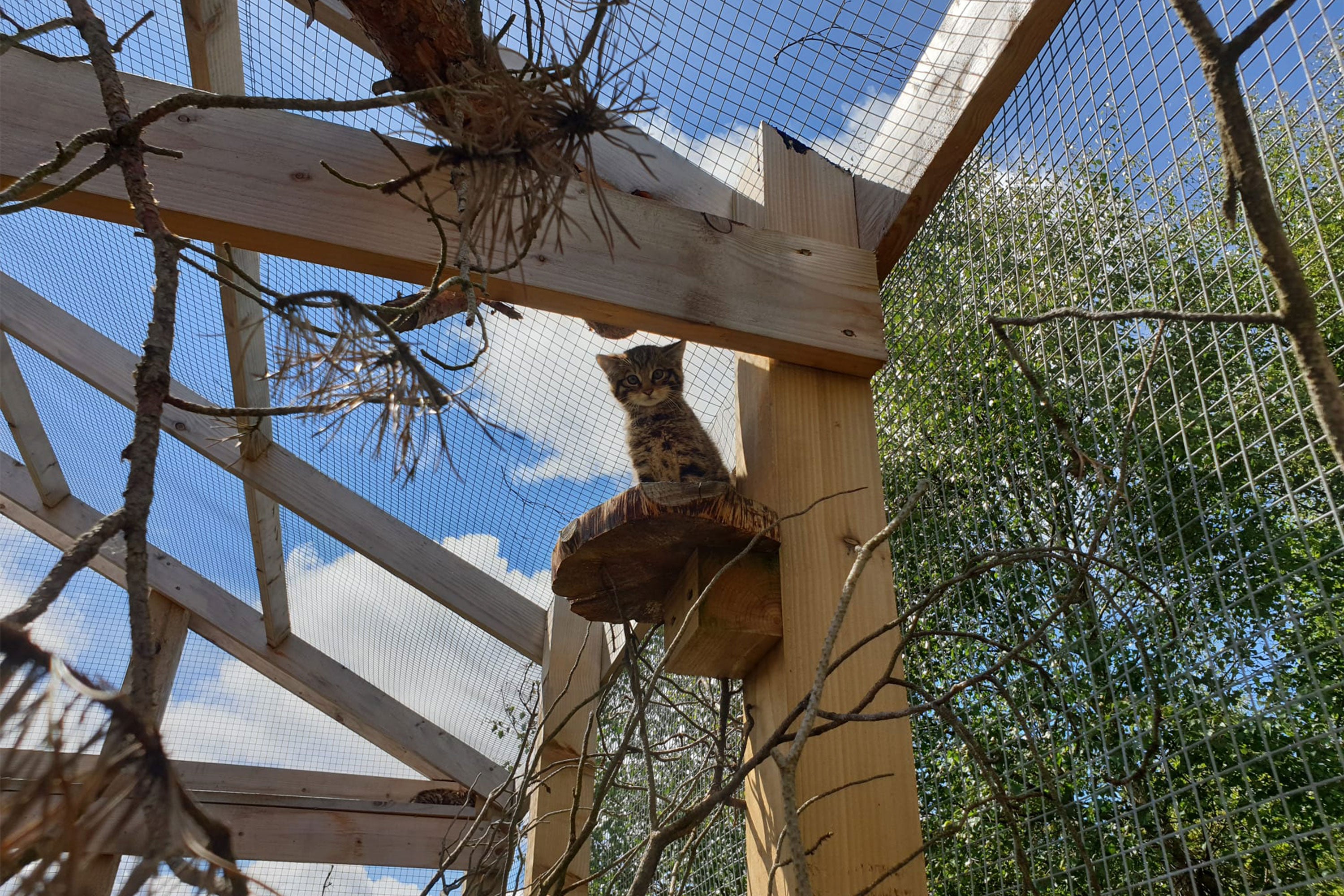 A Wildcat kitten on a high ledge in an enclosure