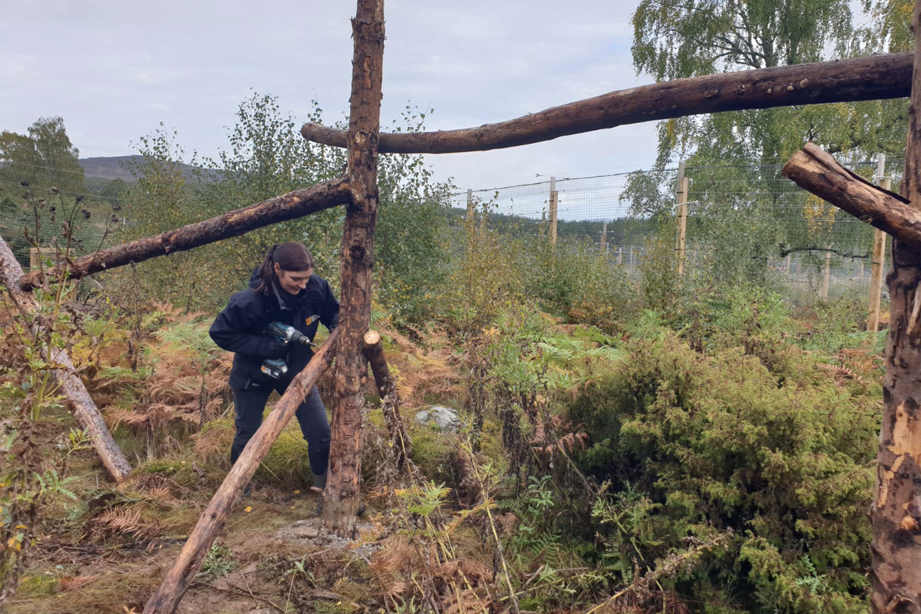 A Saving Wildcats volunteer drilling a hole into a wooden climbing structure