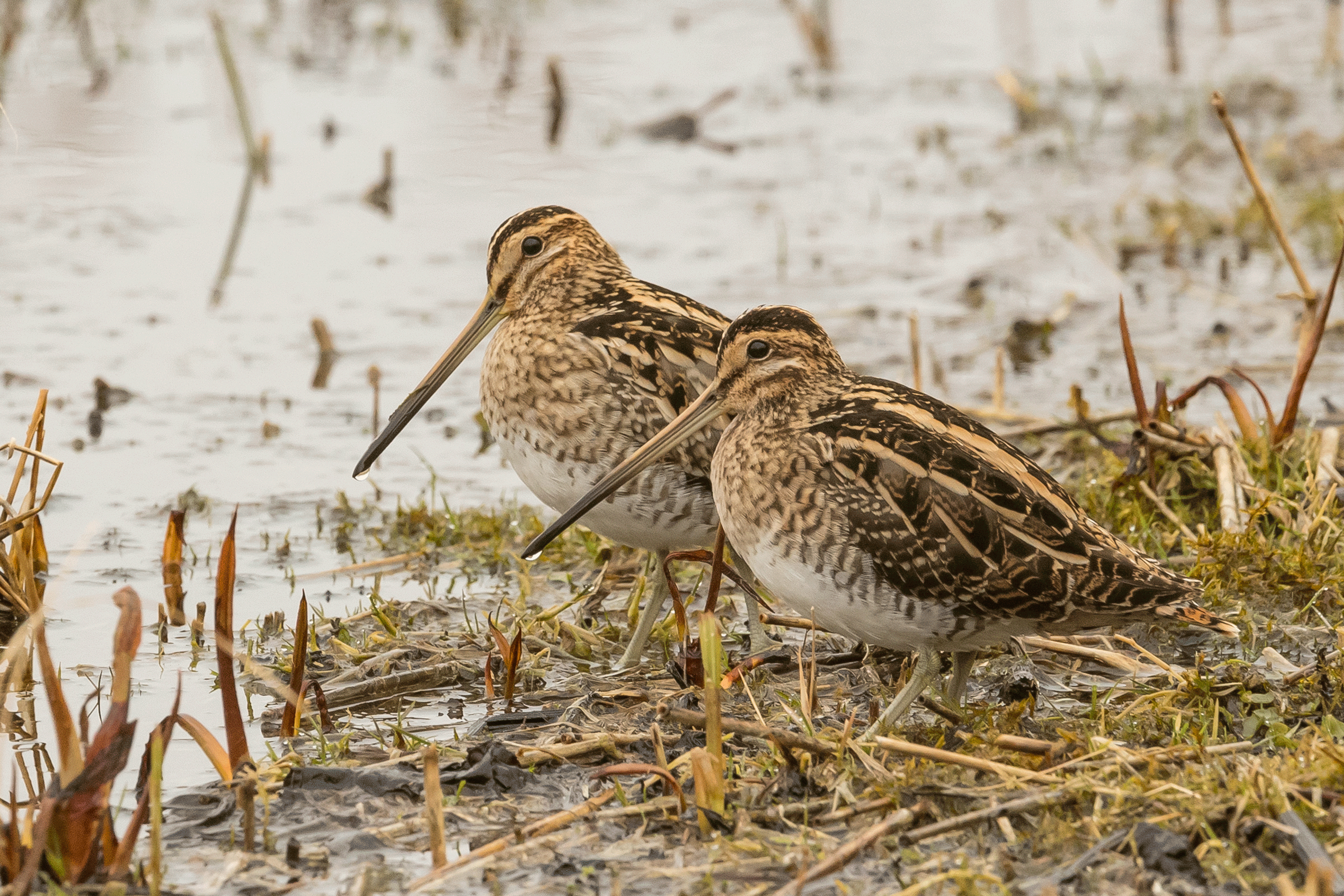 Two Snipe resting on a flood plain.