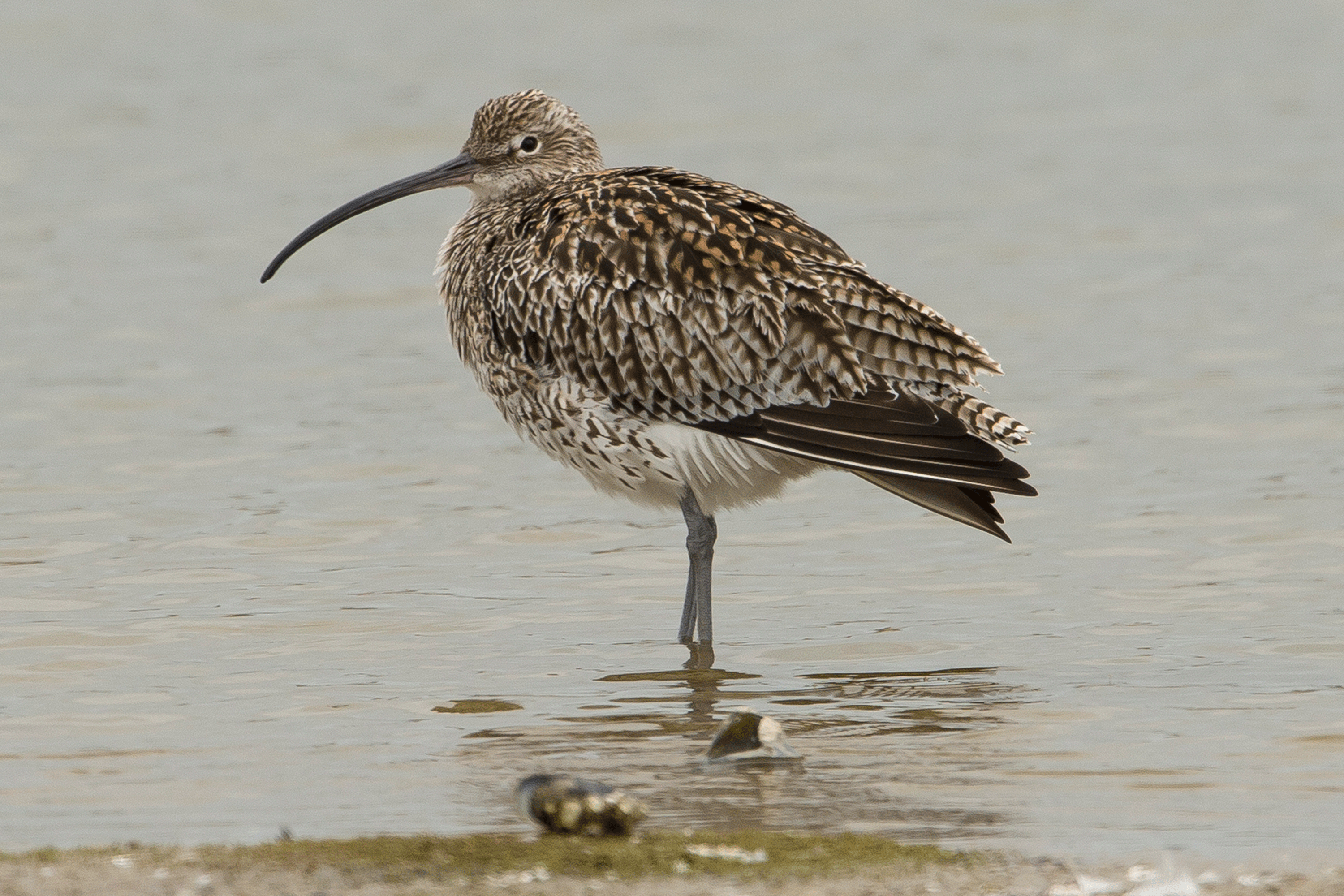 Curlew standing in the water.