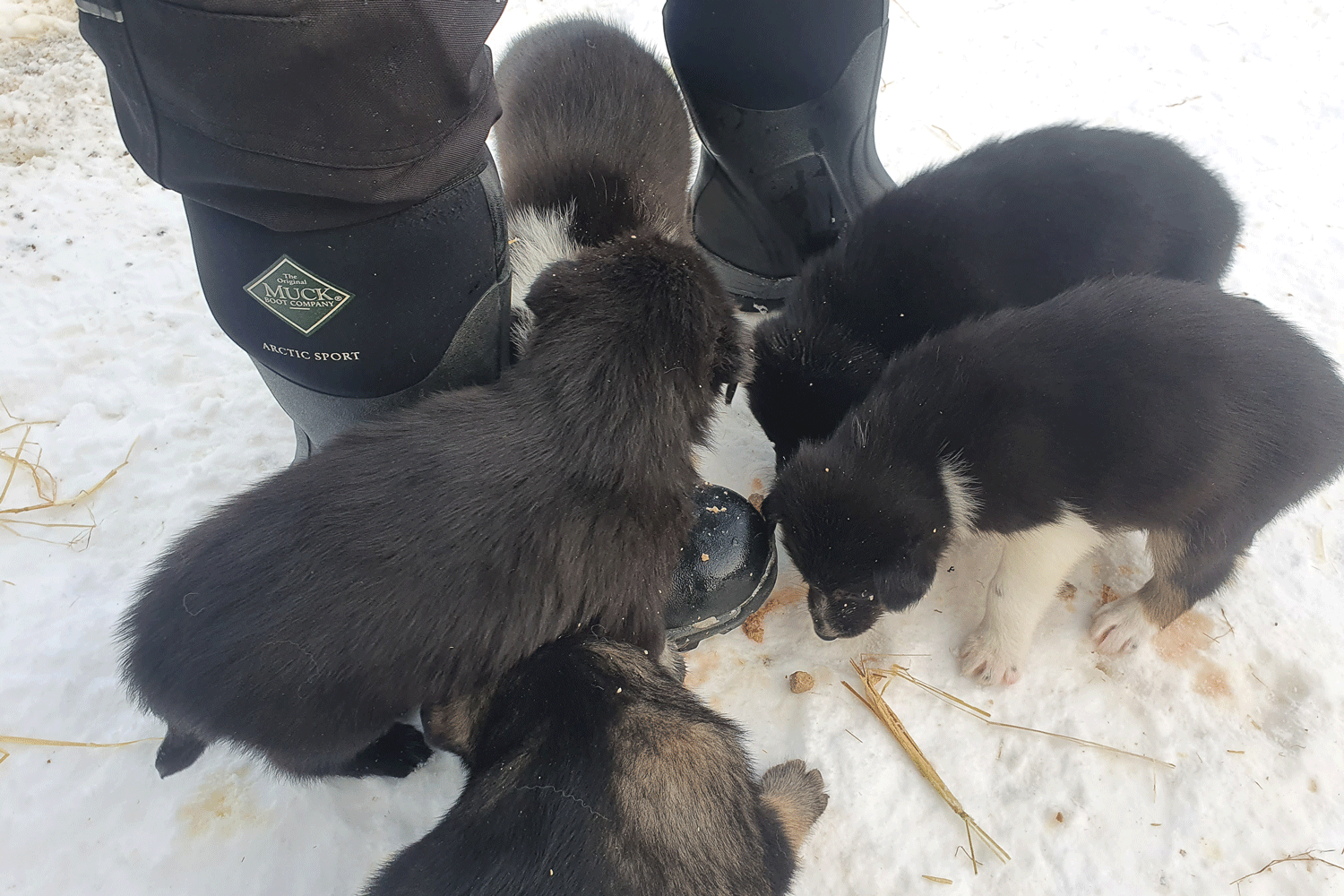 A few of the puppies gathering around Petter in his Muck Boot Arctic Sport boots.