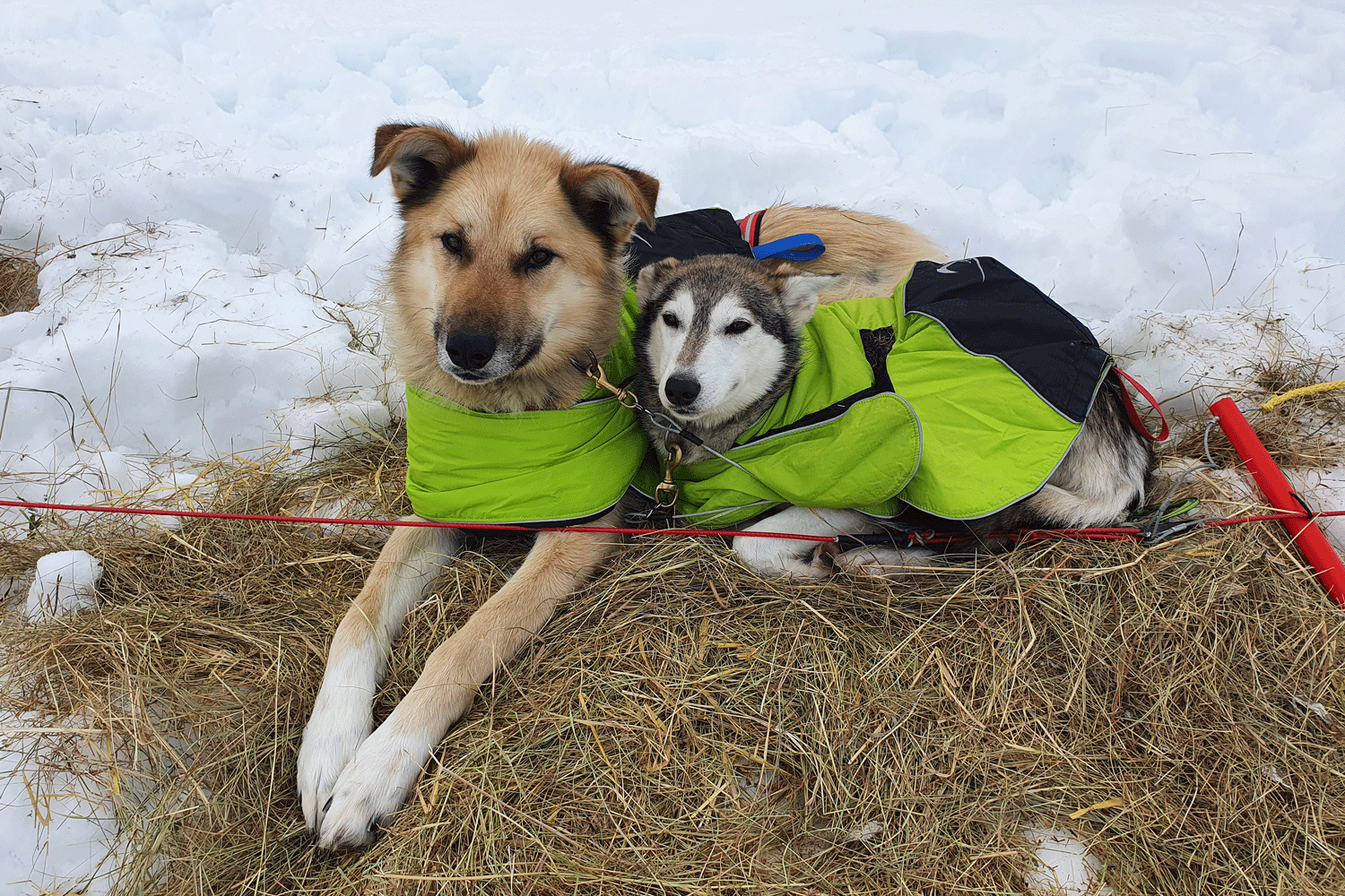 Grey and Teddy resting during the Arctic Circle Sled Dog Expedition 2021.
