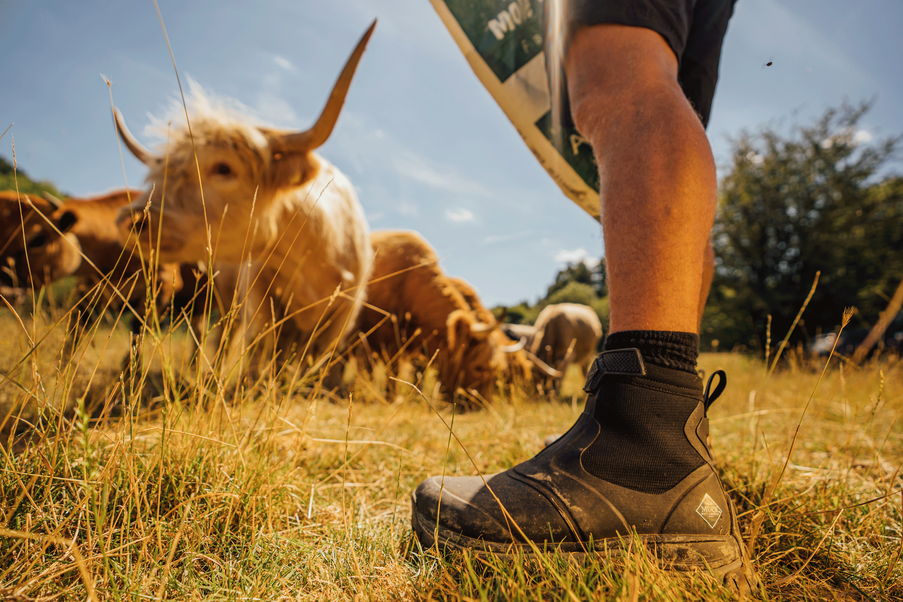 Man in shorts feeding cattle in summer.