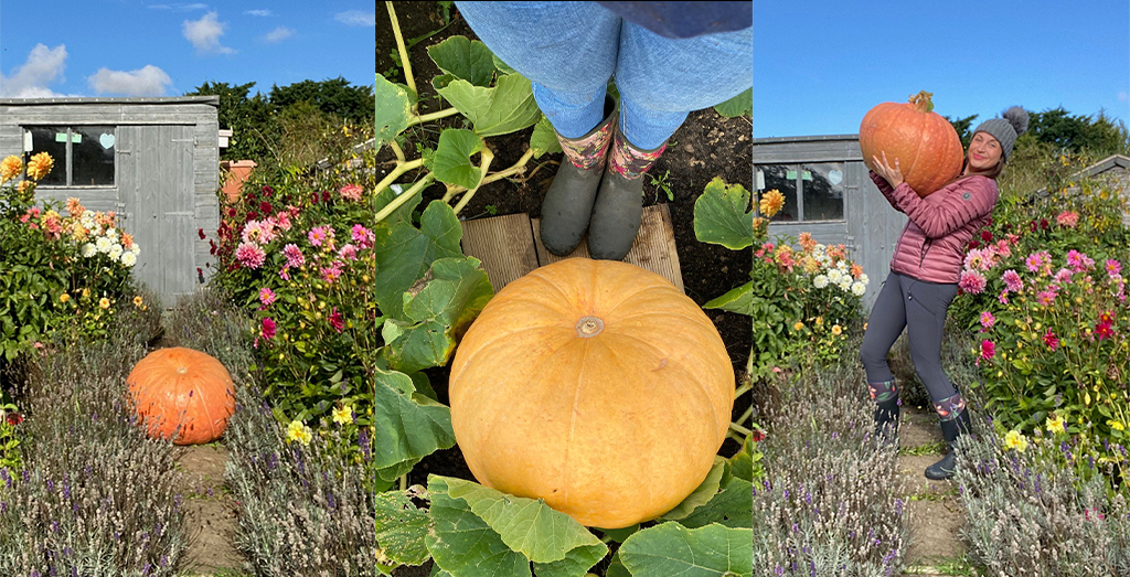 (From left to right) Pumpkin growing in an allotment. Big pumpkin in allotment. Woman holding up a pumpkin  