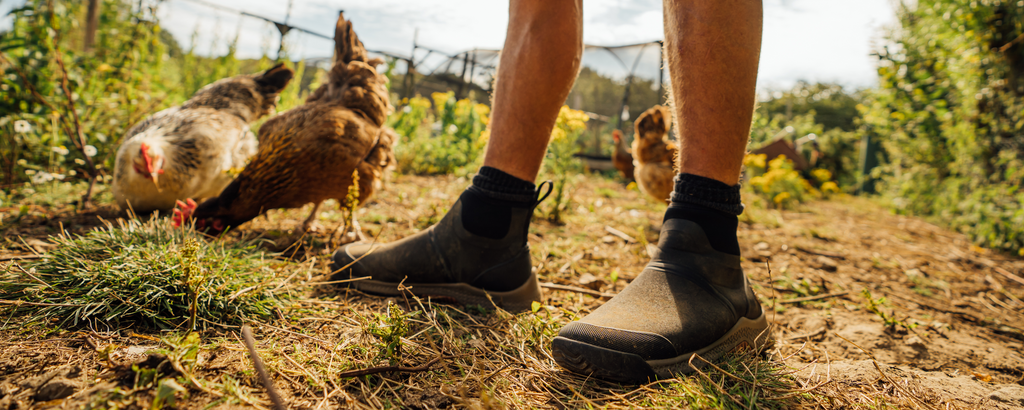  Man feeding chickens