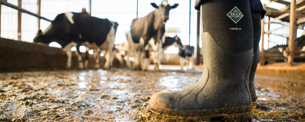 Man standing in a cowshed 