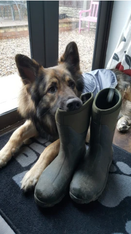 best wellington boots for dog walking