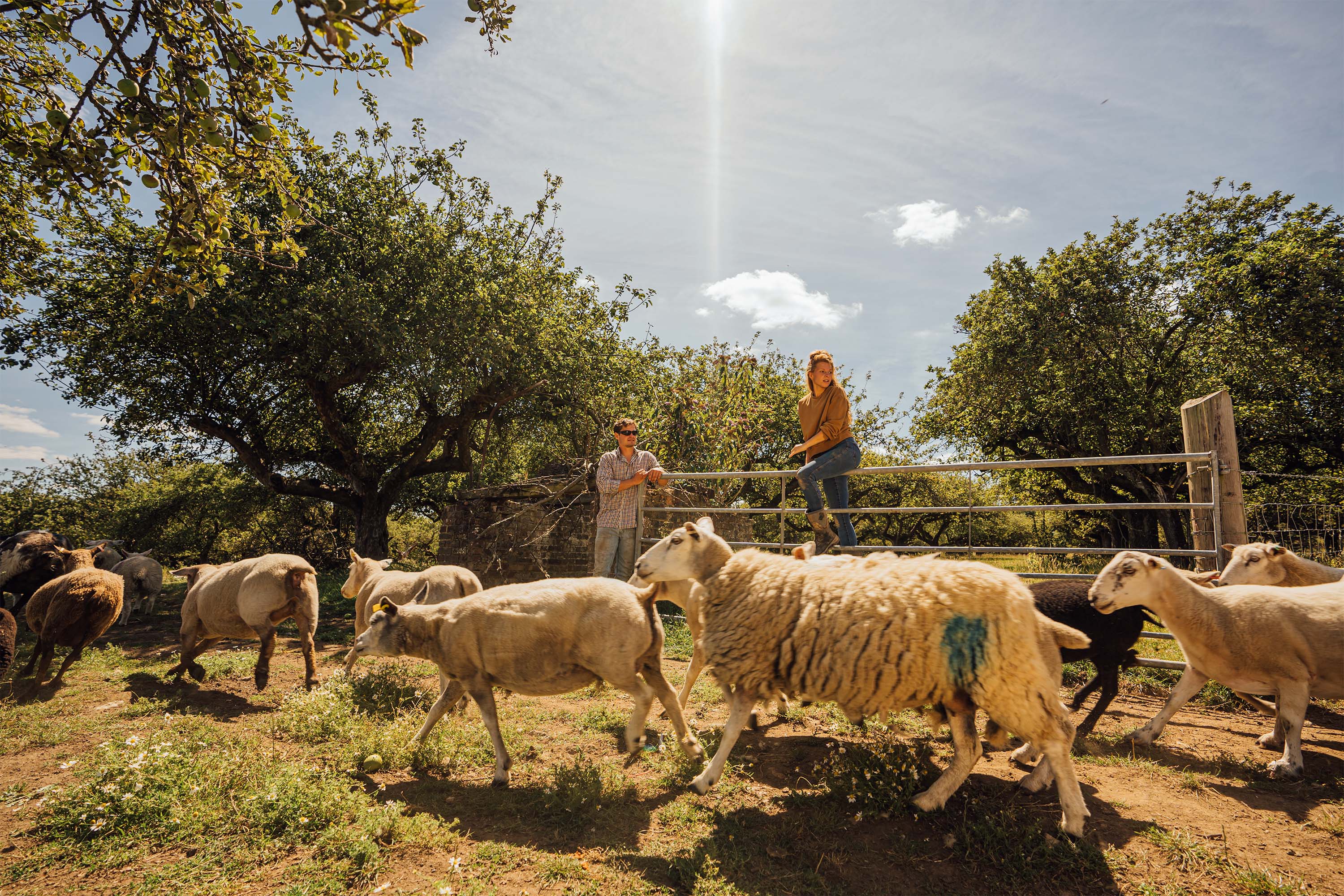 Sheep passing in front of a gate