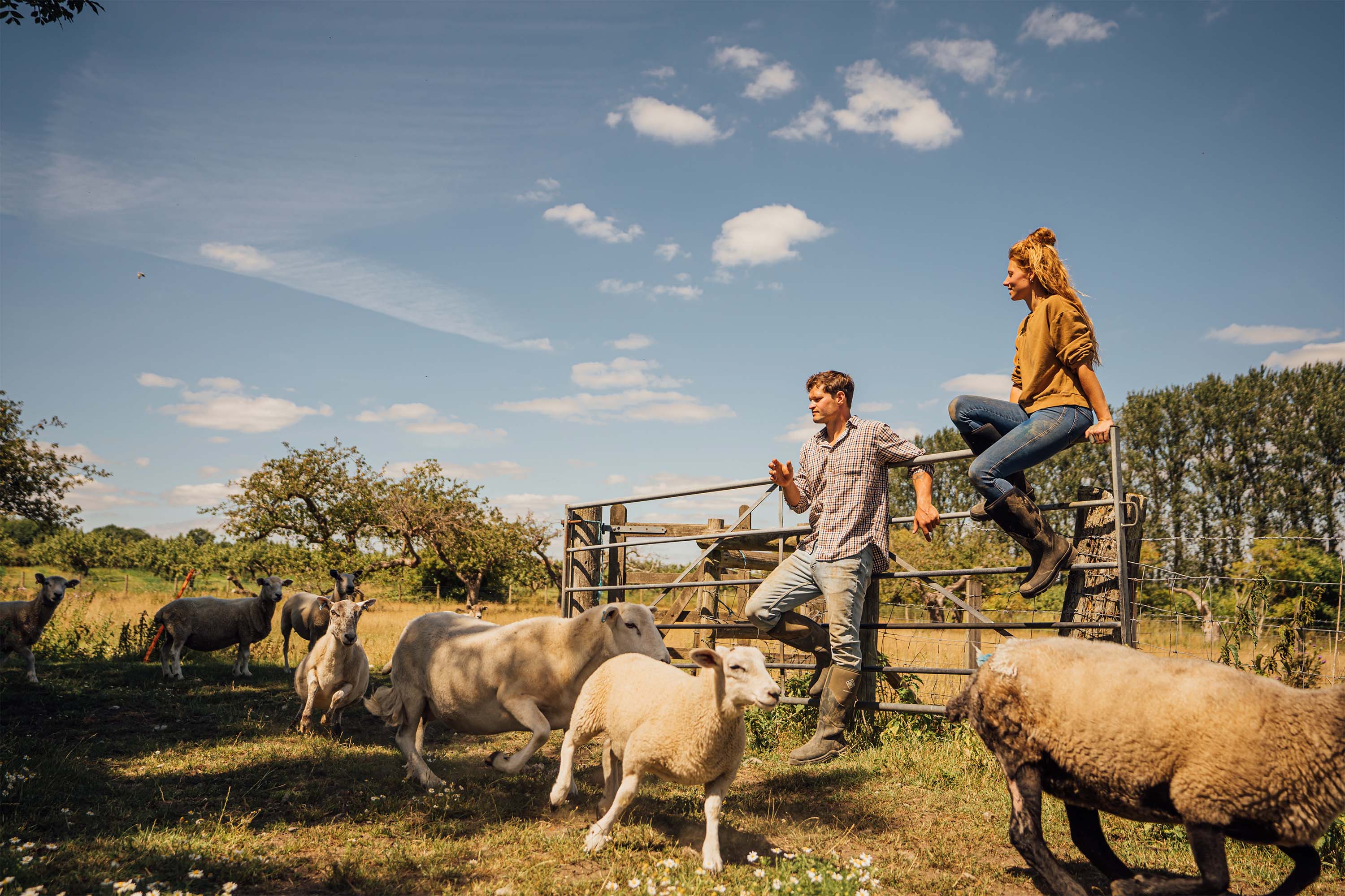 Zoe and Chris sat on a gate watching the sheep run past