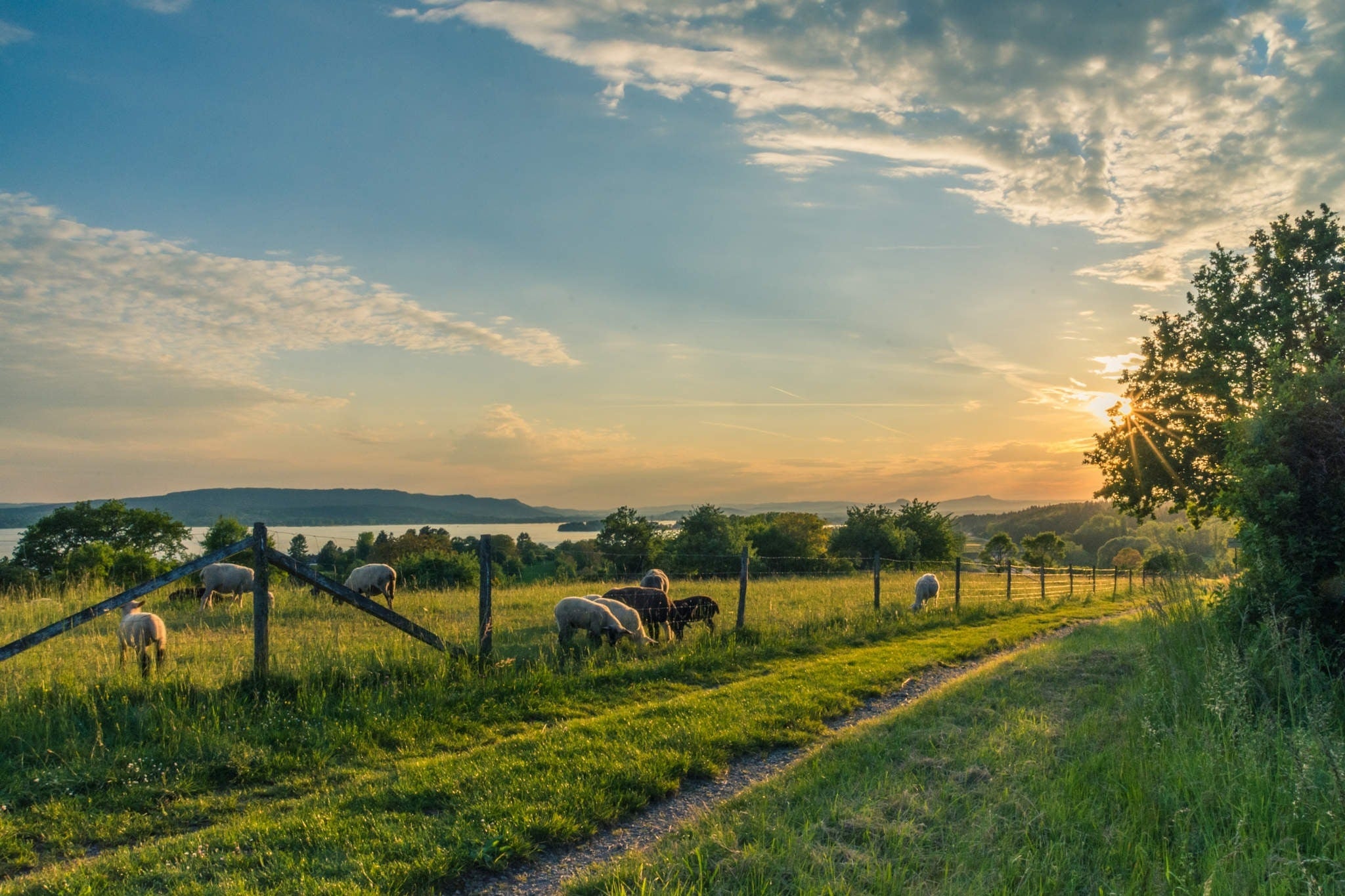 sheep grazing on farm