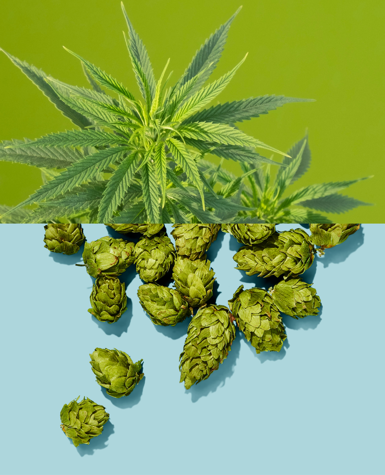 Cannabis And Hops Comparison