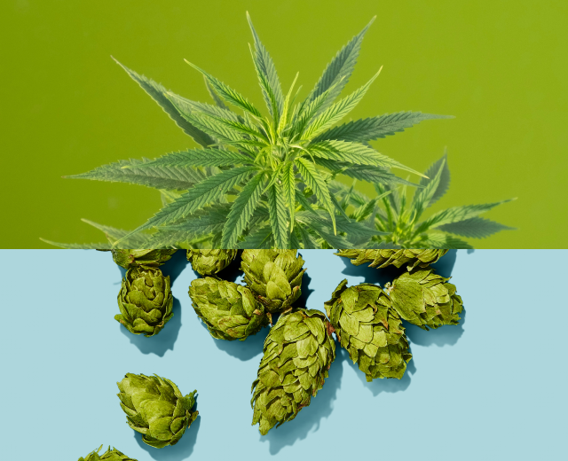 Cannabis And Hops Are Close Cousins