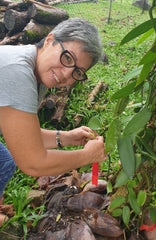 pollinating vanilla flowers - vanilla farming in Samoa