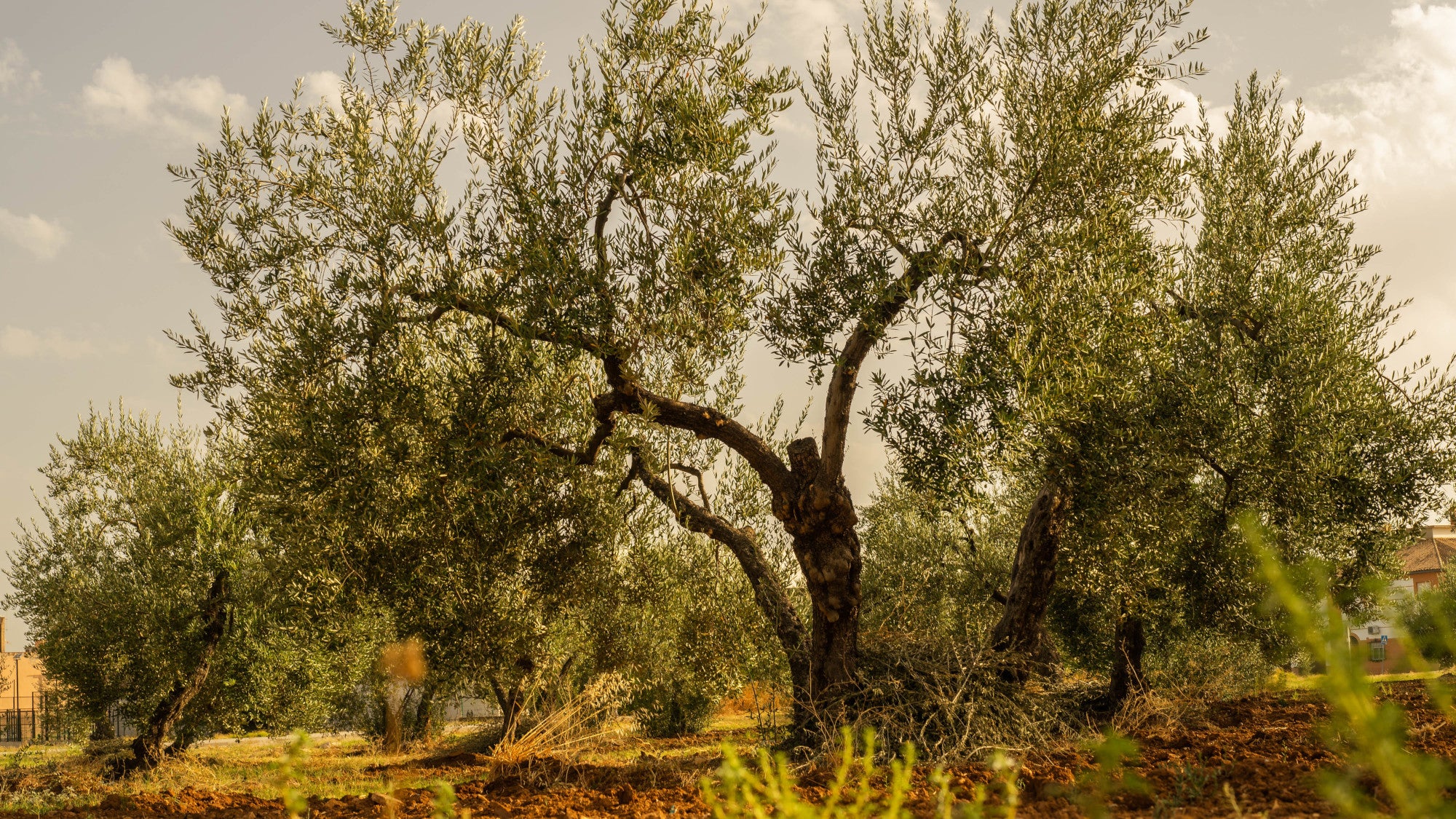 Olive Tree in the Mediterranean