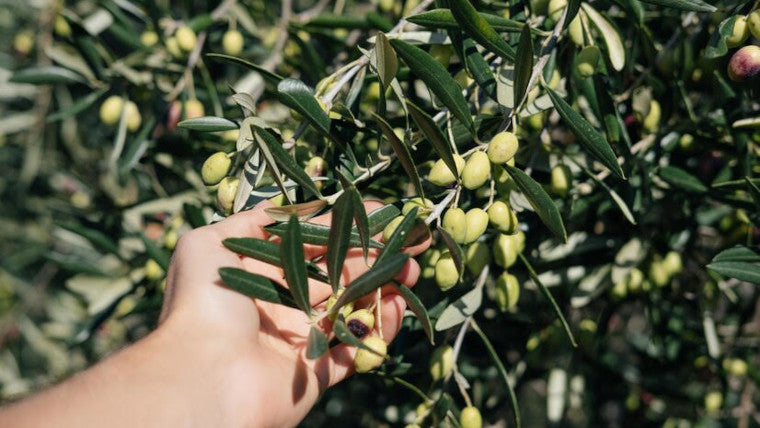 Picking Olives by Hand
