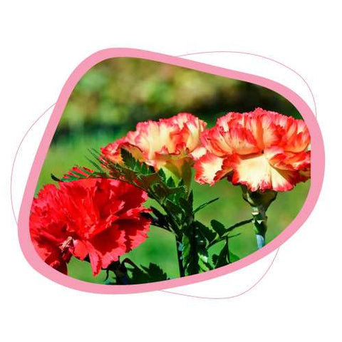 Carnations