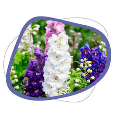 Delphinium