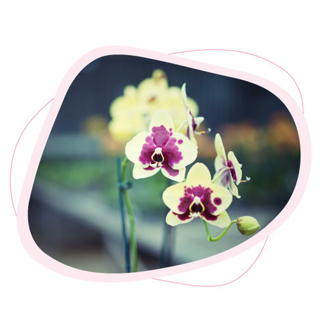 Origin of the Name Orchid