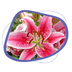 Lilies Oriental