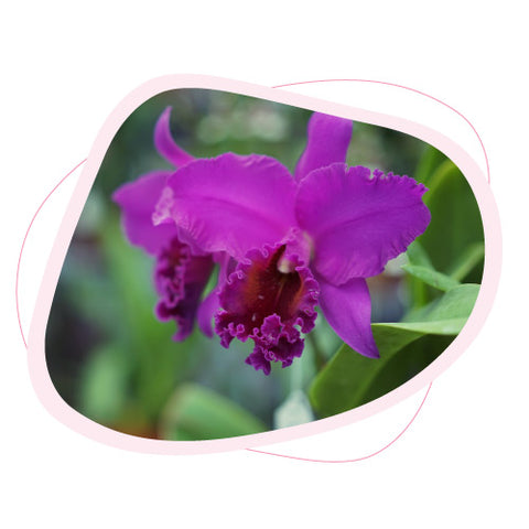 The historical and cultural meaning of orchids