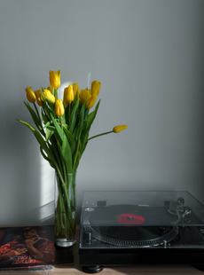 Spring yellow tulips