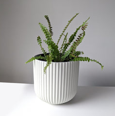 Boston Fern in the Paris Ceramic Planter White