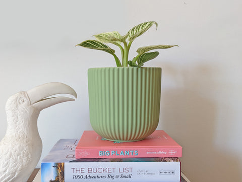 Ceramic plant pot with zesty green colour.