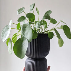 Pilea Plant paired with Pedestal Planter in Black