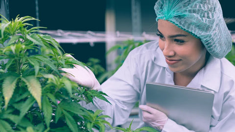 Women medical scientist taking a look at some cannabis plants