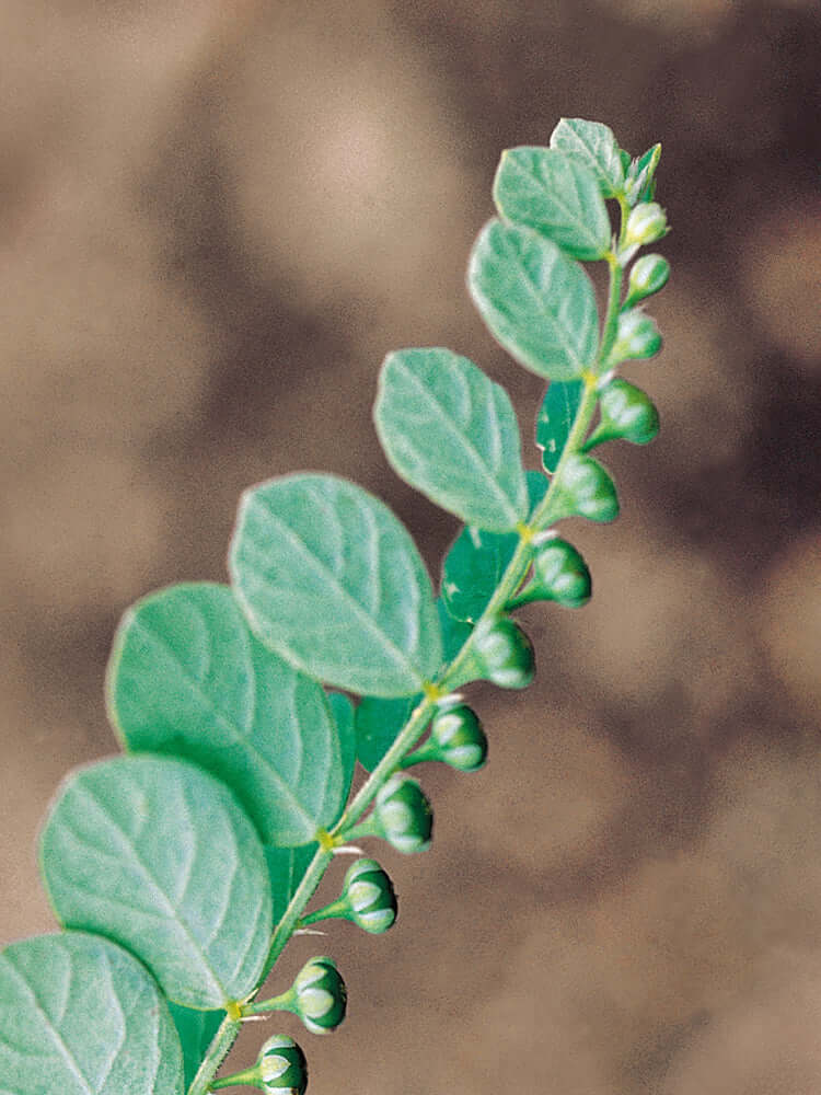 Chanca Piedra plant