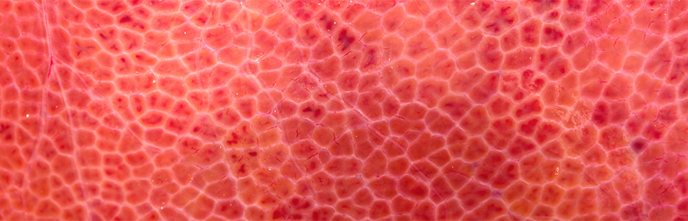 close up digital rendition of liver