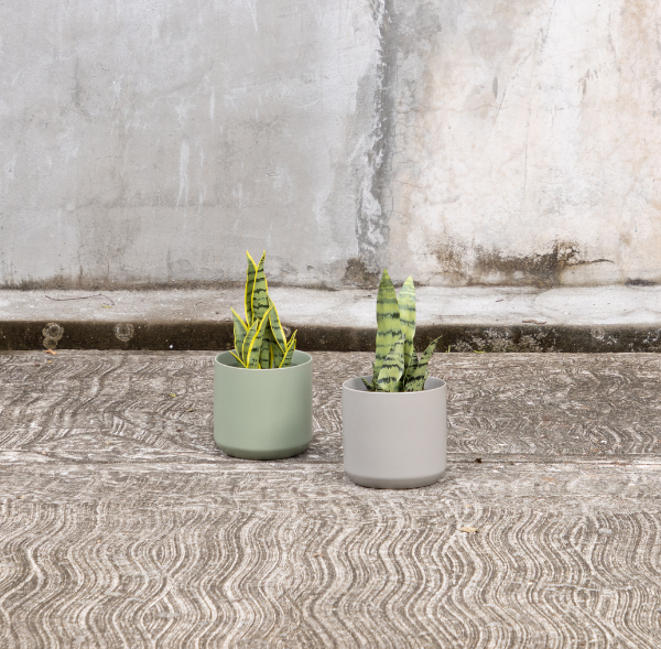 Planta Artificial Lengua de Suegra – Casa Mona Decor