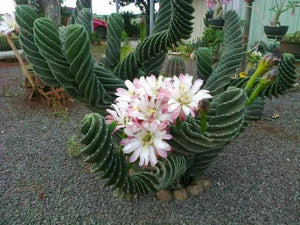 Forbesii Spiralis, Cereus hildmannianus f. tortuosus, Spiral Cactus, C –  Desert Noir